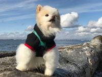 Dog quiz! Dog quiz!