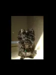What puppy is best for you? What puppy is best for you?