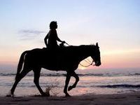 What Type of Horse rider are you? What Type of Horse rider are you?