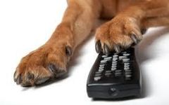 Dog movies Dog movies