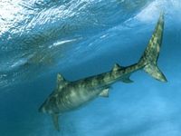 tiger sharks tiger sharks