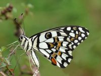 What Kind of Butterfly Are You? What Kind of Butterfly Are You?