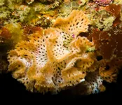 Marine Life Quiz Marine Life Quiz