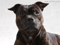 Do You Know All These Dog Breeds? Do You Know All These Dog Breeds?
