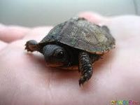 Do you know turtles? Do you know turtles?