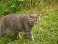 Are you a cat lover? Are you a cat lover?