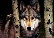 What Wolf Are You? What Wolf Are You?