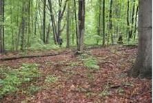 could u survive in the wild? could u survive in the wild?