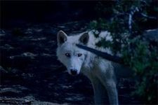 are you a werewolf or farie are you a werewolf or farie