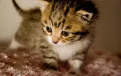 Do you like cats? Do you like cats?