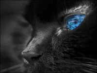 Warrior Cats: Dueling Sim Warrior Cats: Dueling Sim