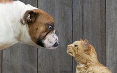 Are you a cat or a dog? (8) Are you a cat or a dog? (8)