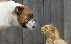 Are you a cat or a dog? (8) Are you a cat or a dog? (8)