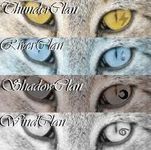 What Warrior Cats Clan Are You In? (1) What Warrior Cats Clan Are You In? (1)
