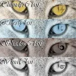 What Warrior Cats Clan Are You In? (1) What Warrior Cats Clan Are You In? (1)