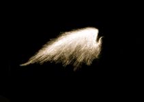 Maximum Ride Quiz Maximum Ride Quiz