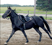 Would you be a good horseback rider?? Would you be a good horseback rider??