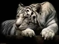 What Animal Are You (11) What Animal Are You (11)