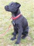 how well do you know the breed? - Patterdale Terrier how well do you know the breed? - Patterdale Terrier