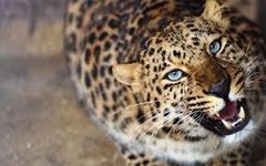 How much do you know about the Leopard ( Panthera Pardus ) How much do you know about the Leopard ( Panthera Pardus )