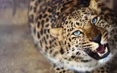 How much do you know about the Leopard ( Panthera Pardus ) How much do you know about the Leopard ( Panthera Pardus )