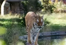 What animal are you?? What animal are you??