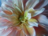 What flower are you? (1) What flower are you? (1)