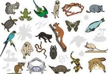 What Exotic Animal Are You What Exotic Animal Are You