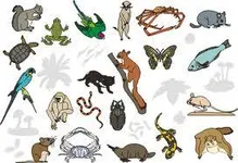 What Exotic Animal Are You What Exotic Animal Are You