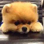 What Dog are You? (6) What Dog are You? (6)