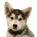 What Dog Breed Are You (1) What Dog Breed Are You (1)