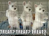 do you know popular dog breeds? part 1 do you know popular dog breeds? part 1
