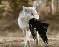 How Well Would You be as a Hunter? How Well Would You be as a Hunter?