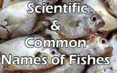 What Fish Personality Are You? What Fish Personality Are You?