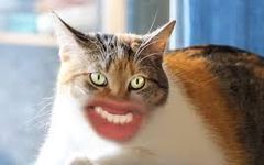 Meow (2) Meow (2)