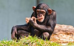 Chimpanzees Chimpanzees