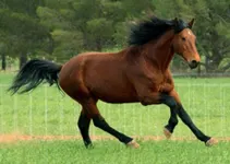 Do You Know Horses? Do You Know Horses?
