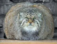 Is it your destiny to be a cat? Is it your destiny to be a cat?