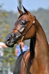 Equine Enchantment Quiz Equine Enchantment Quiz