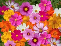 Which Elska Cosmos are you? Which Elska Cosmos are you?