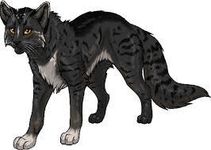 Which of these cats are you (OCS) Which of these cats are you (OCS)