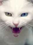 Do you know your Warrior Cats? Do you know your Warrior Cats?