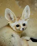 What kind of fox are you? What kind of fox are you?