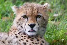 Wild Animal Wisdom Test Wild Animal Wisdom Test