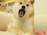 Which doge do yo u want to be? Which doge do yo u want to be?