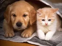 Dogs or Cats Dogs or Cats
