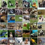 Which Endangered Animal Are You? Which Endangered Animal Are You?