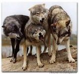 What would you look like s a wolf? What would you look like s a wolf?