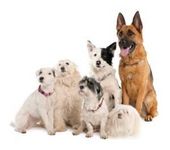 What Dog breed are you? (3) What Dog breed are you? (3)