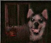 Will Smile dog want you to be his friend? Will Smile dog want you to be his friend?